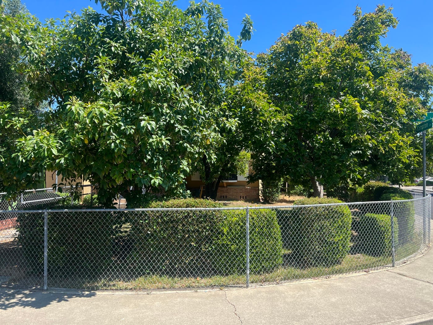 Before: overgrown trees and hedges behind a chain-link fence hide the front of the house